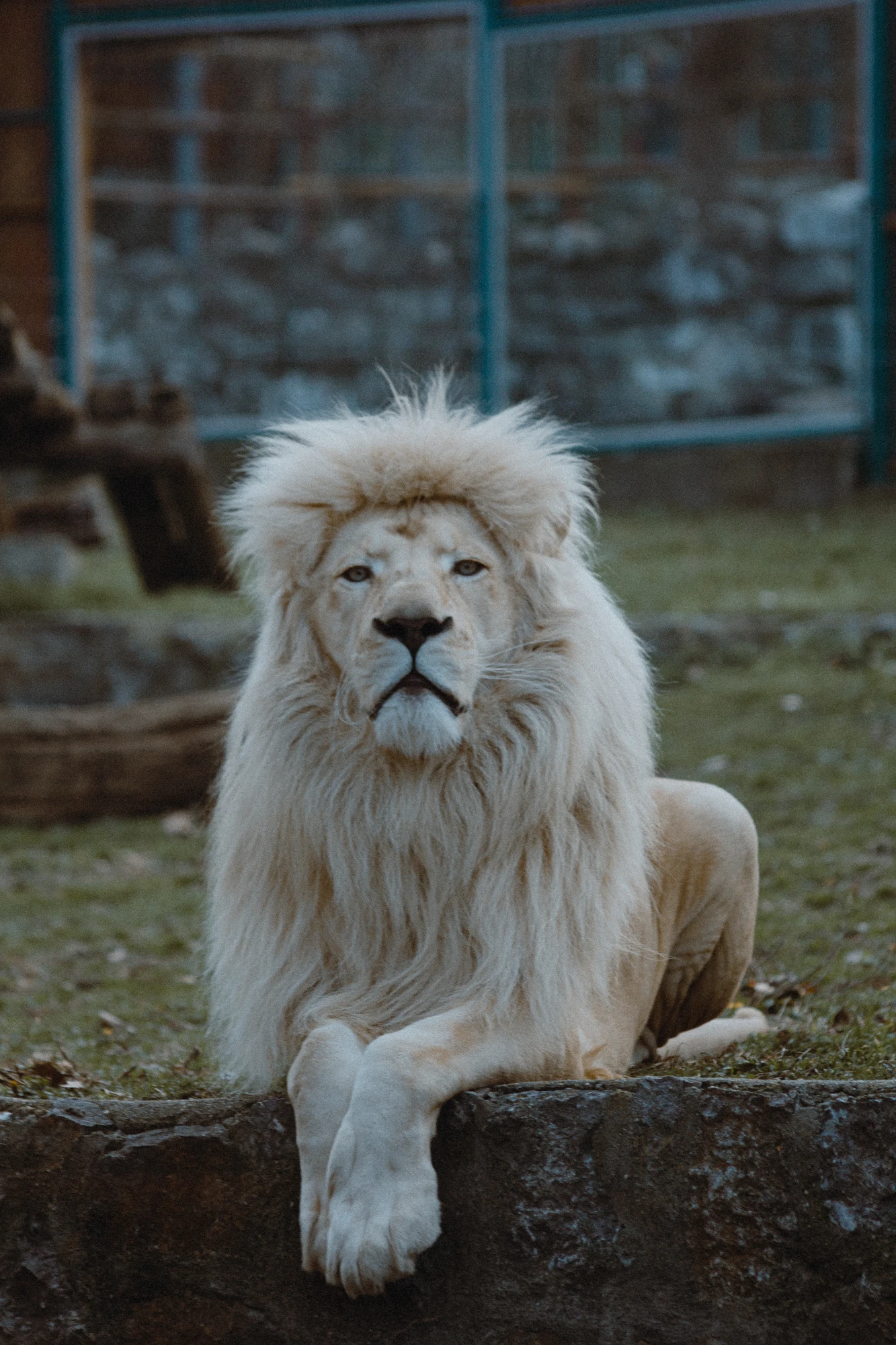 A lion sitting on a rock in a zoo