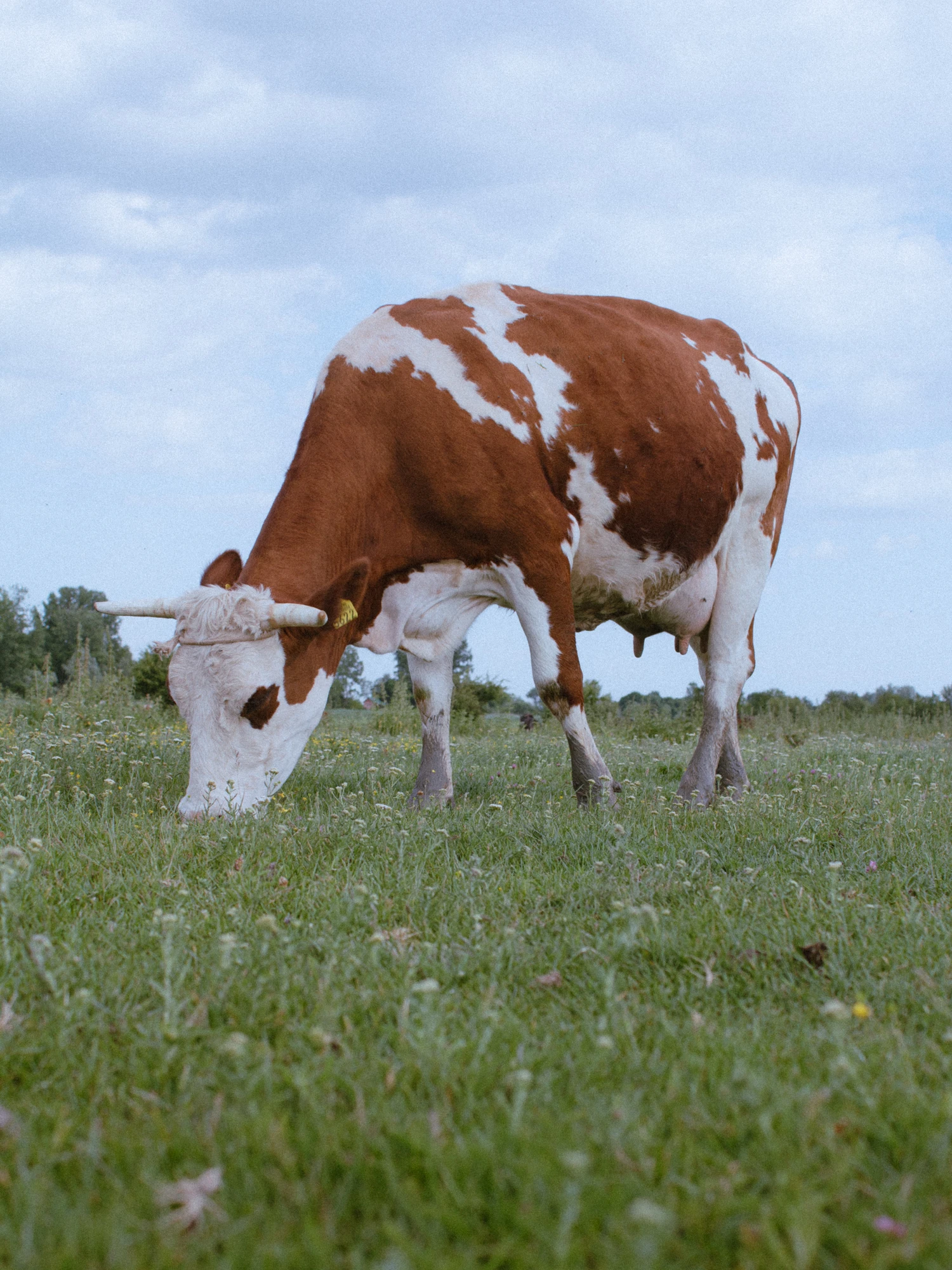 Brown-and-white cow grazing in a pasture