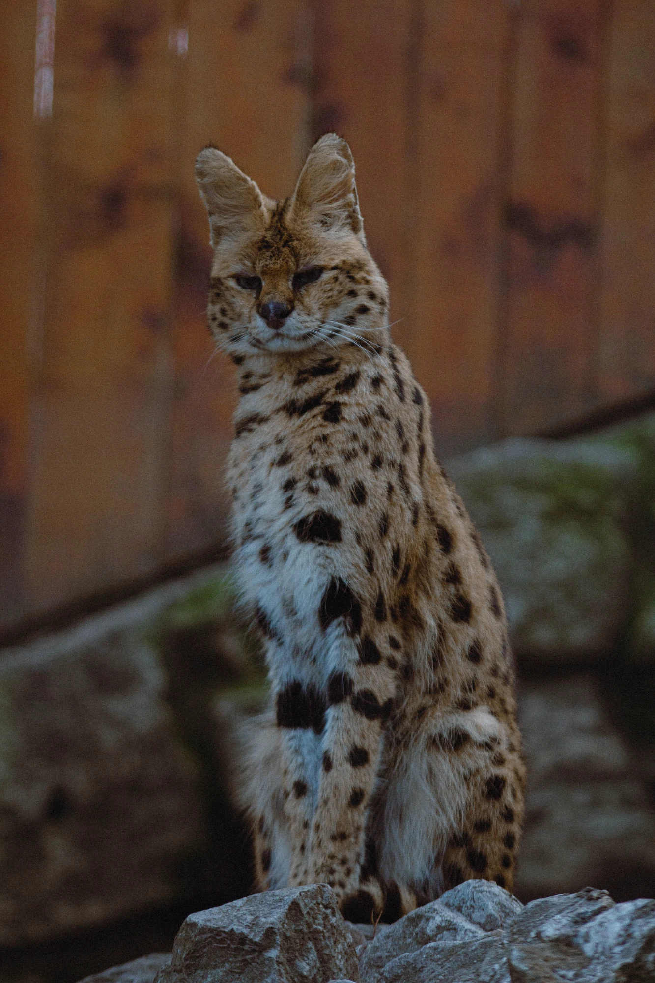 An angry serval sitting on a rock in a zoo
