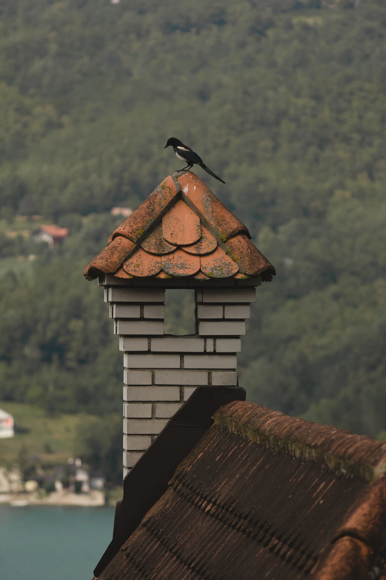 A little bird on top of a tile roof with forest in the background