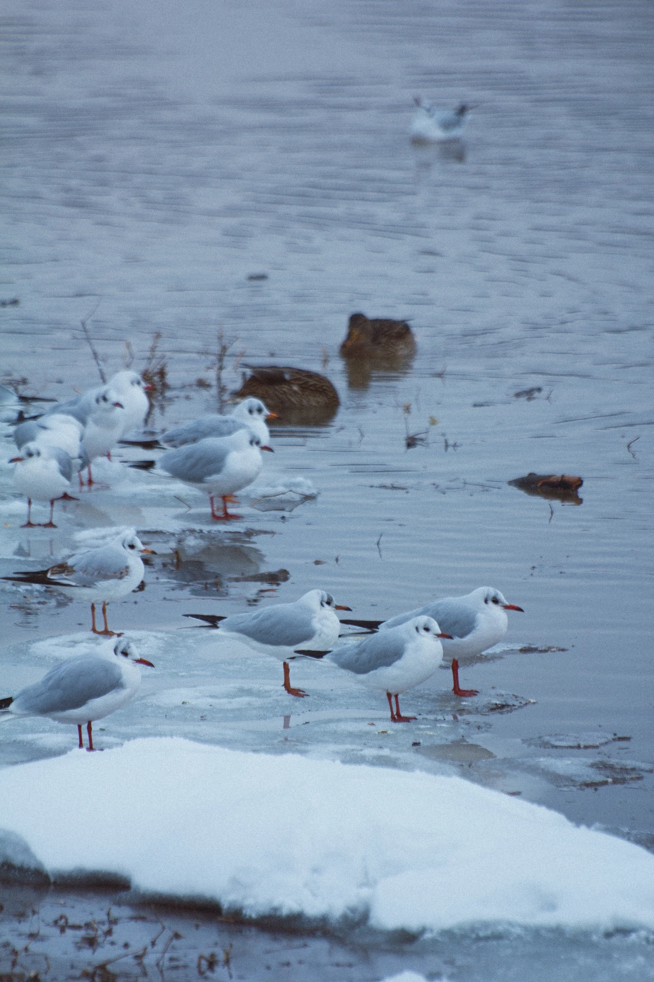 Flock of black-headed gulls on a frozen river bank