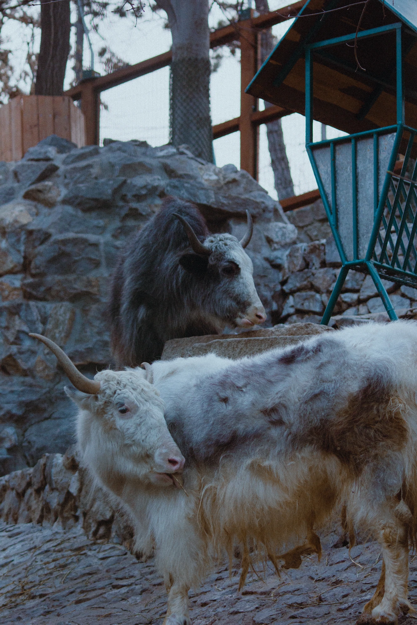 Two yaks standing next to each other