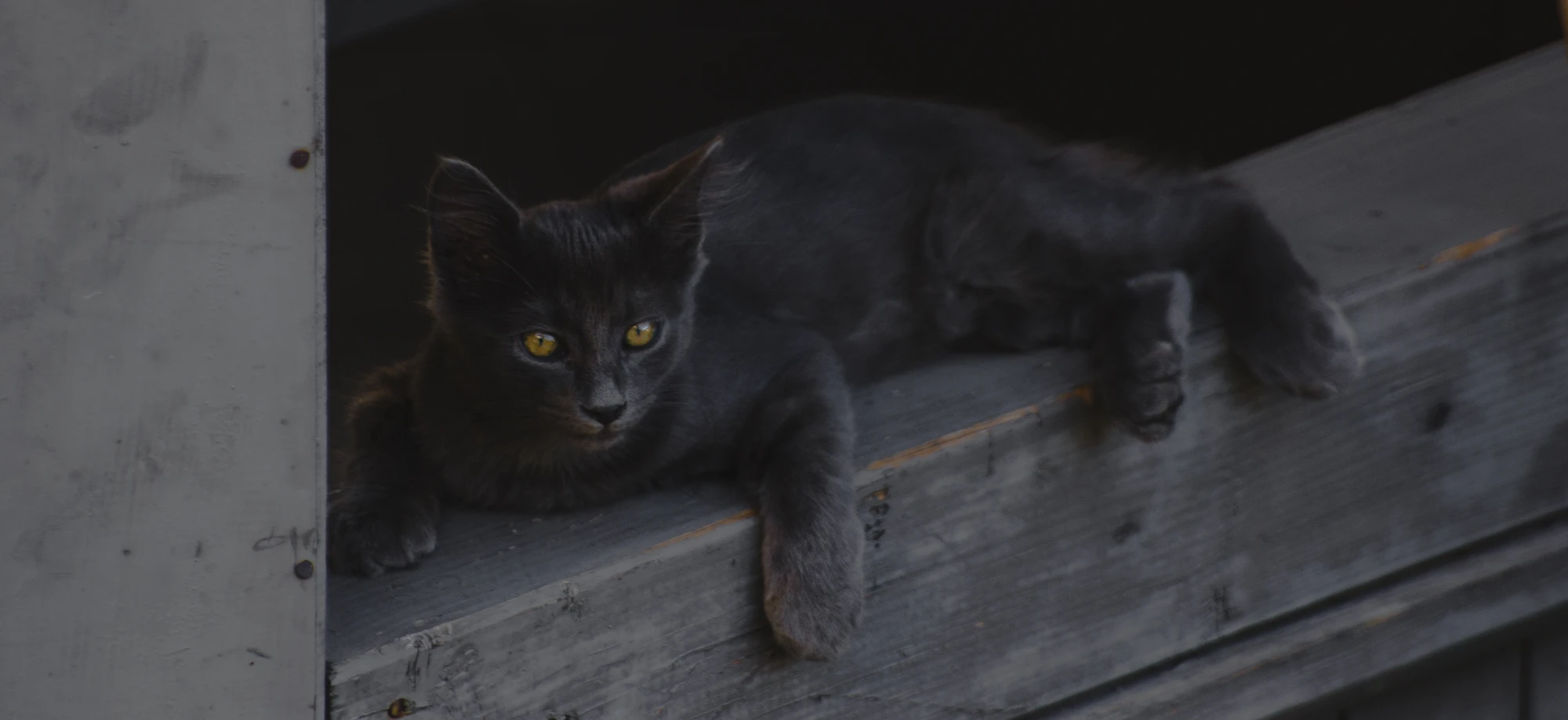 A grey cat with yellow eyes lying on a grey wooden fence