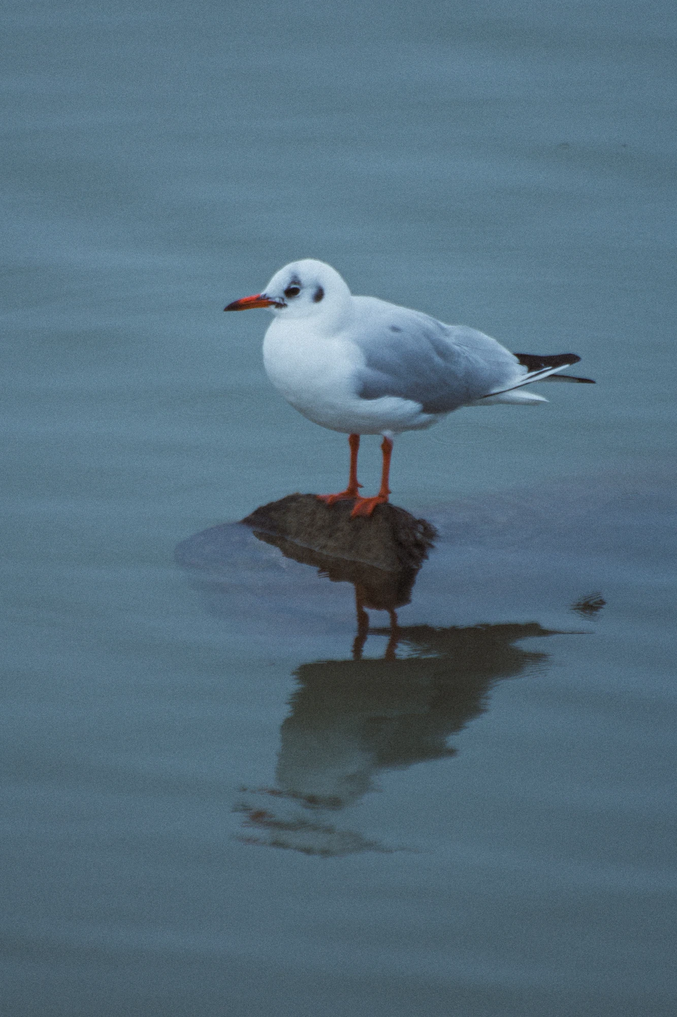 A black-headed gull standing on a rock in the water