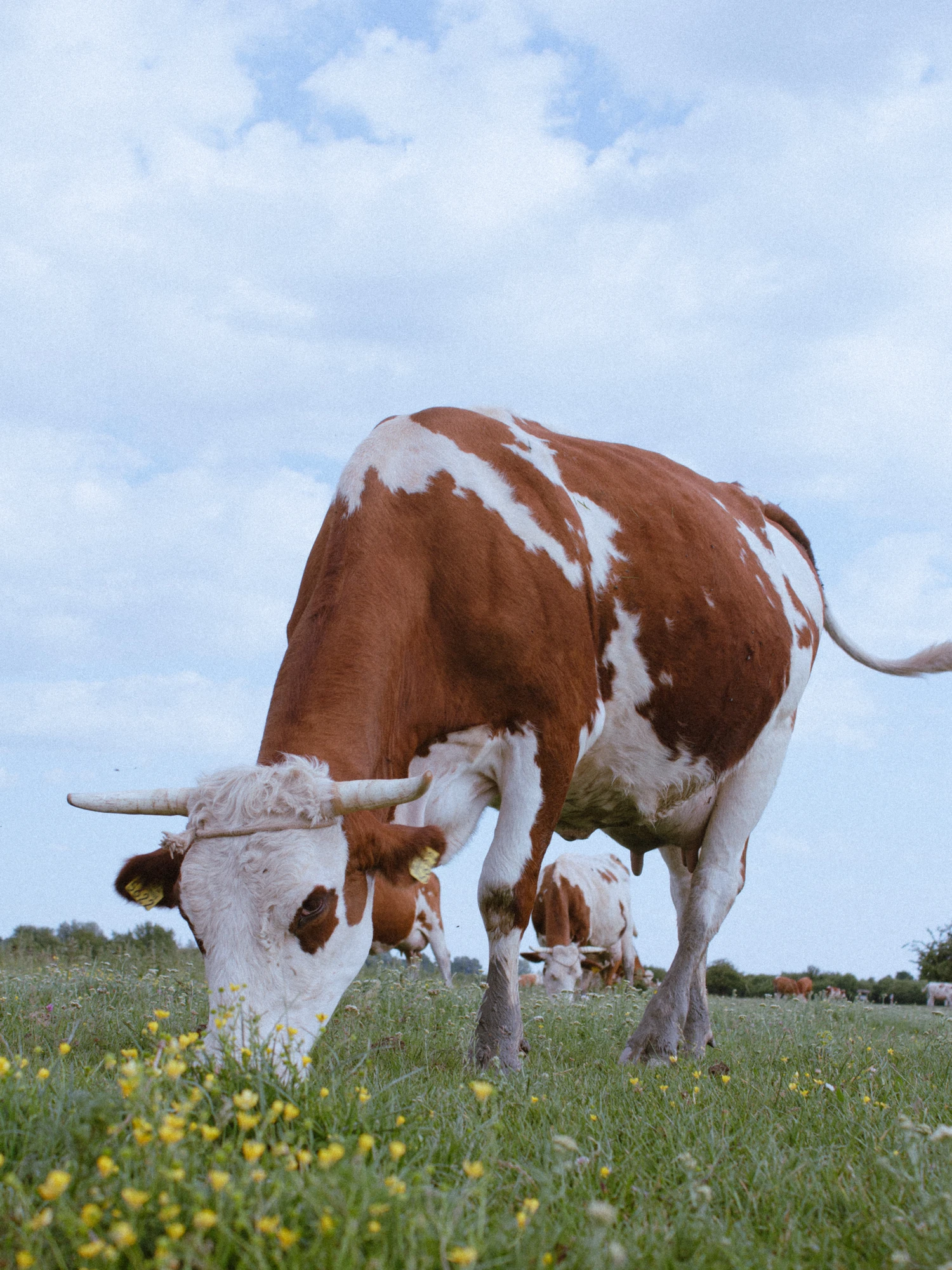 Brown-and-white cow grazing in a pasture