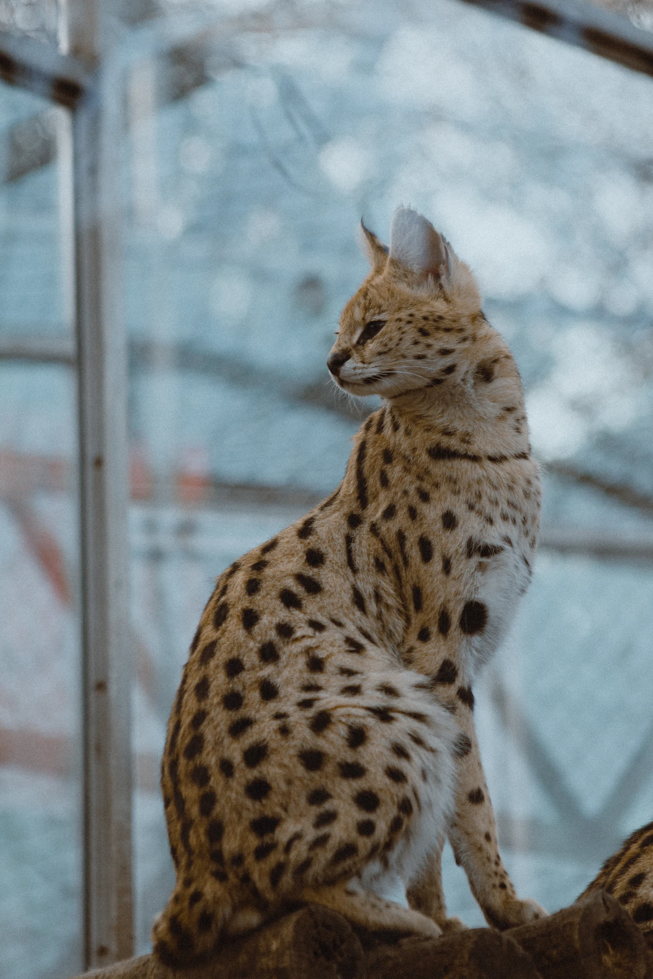 A serval sitting on a wooden log