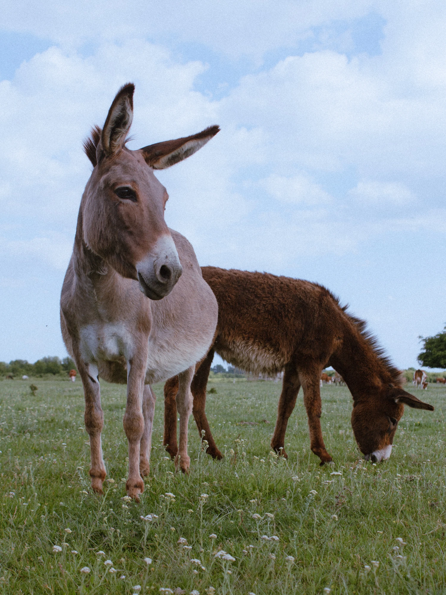 Two donkeys in a grassy field