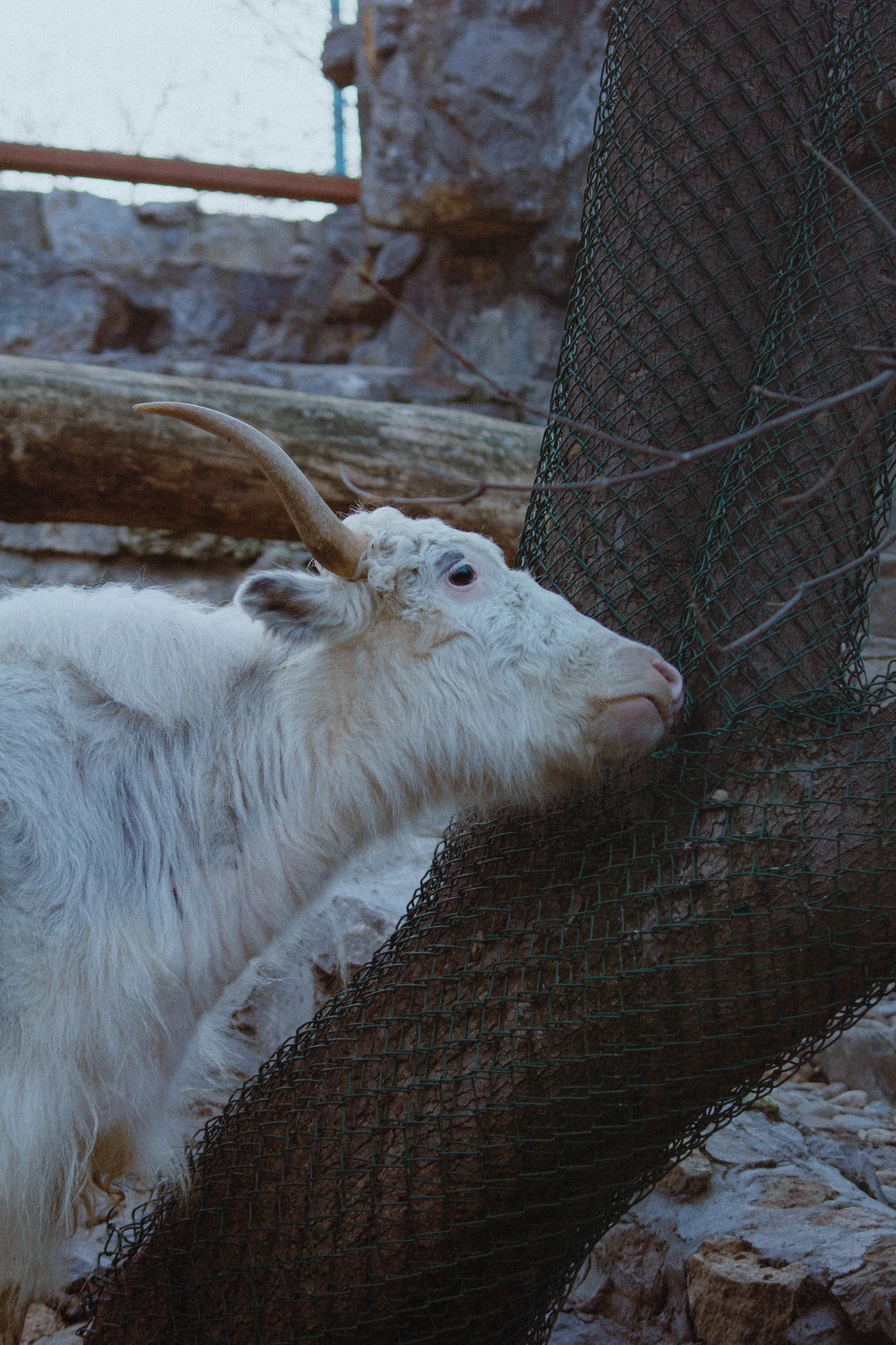 A yak standing next to a fenced tree