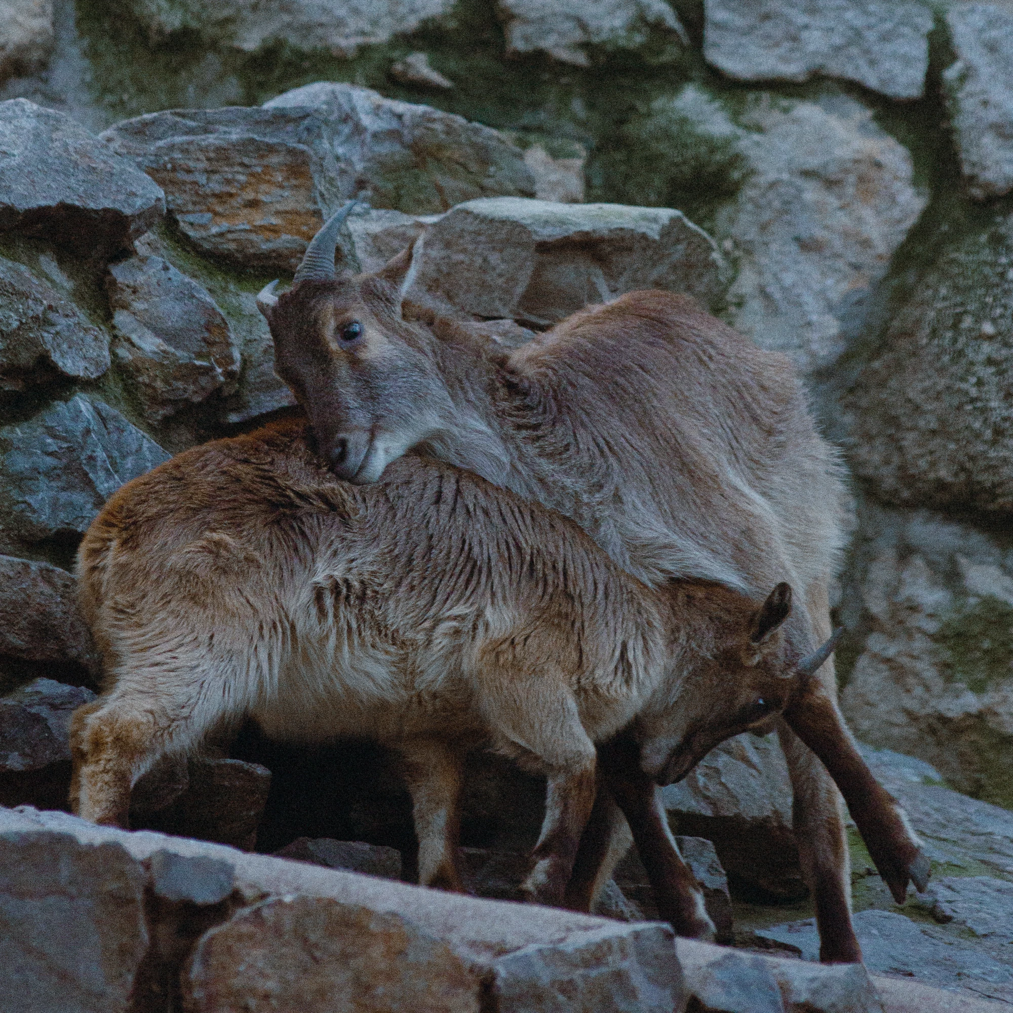 Two playful little goats