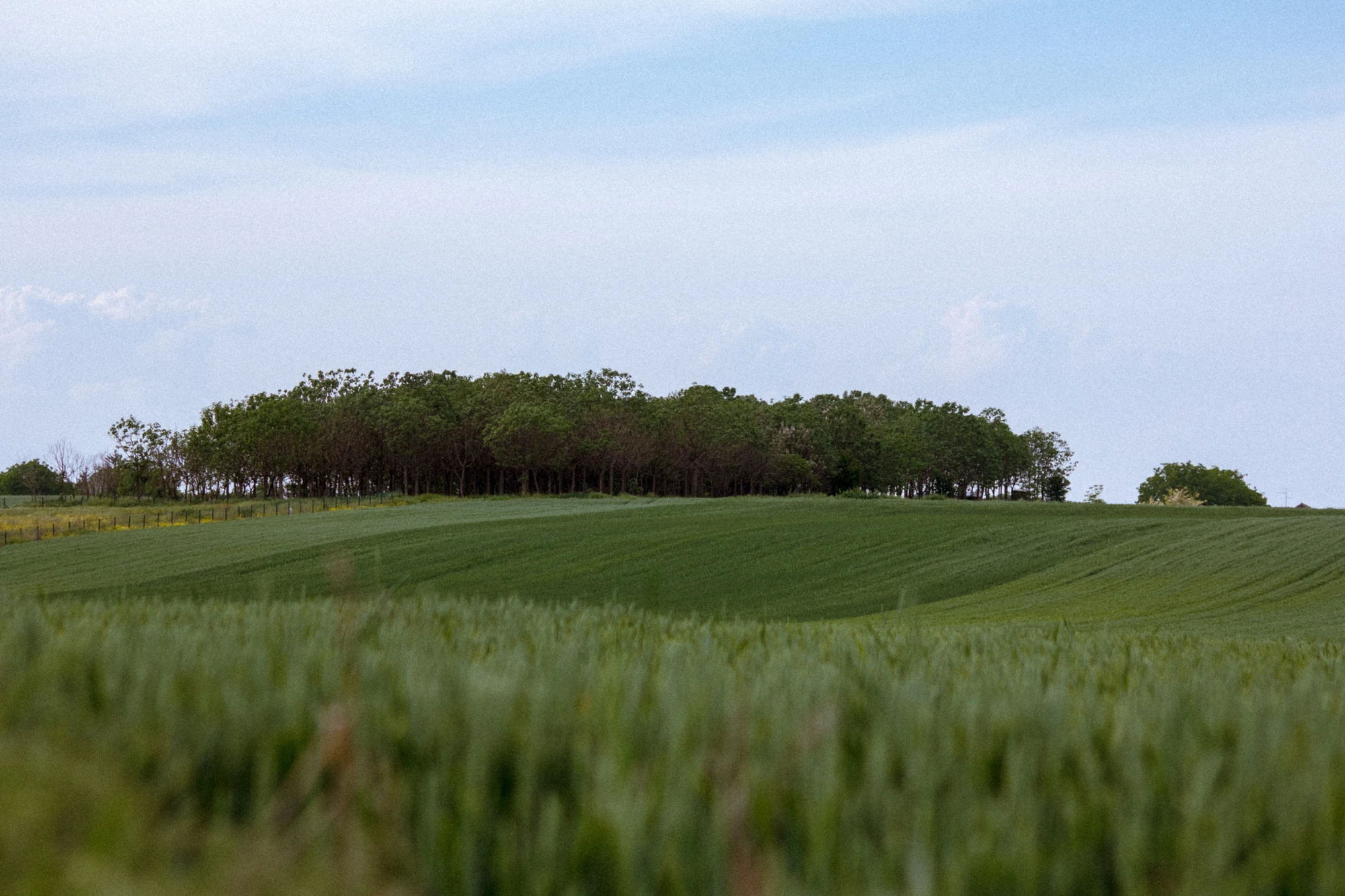 A line of trees standing on a hill in the middle of a wide, rolling green field