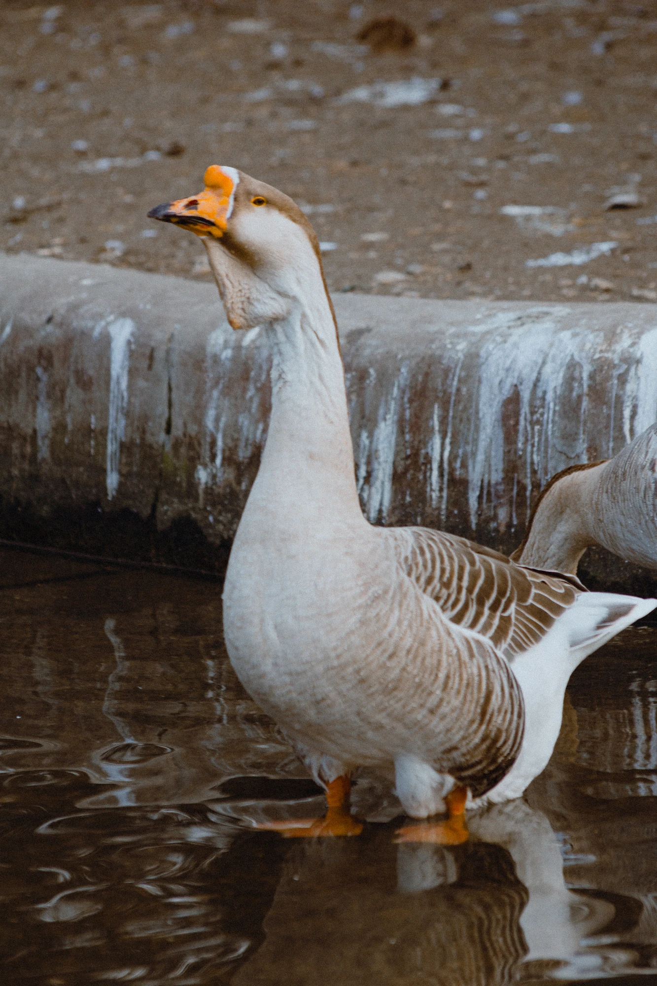 A goose standing in the shallow water