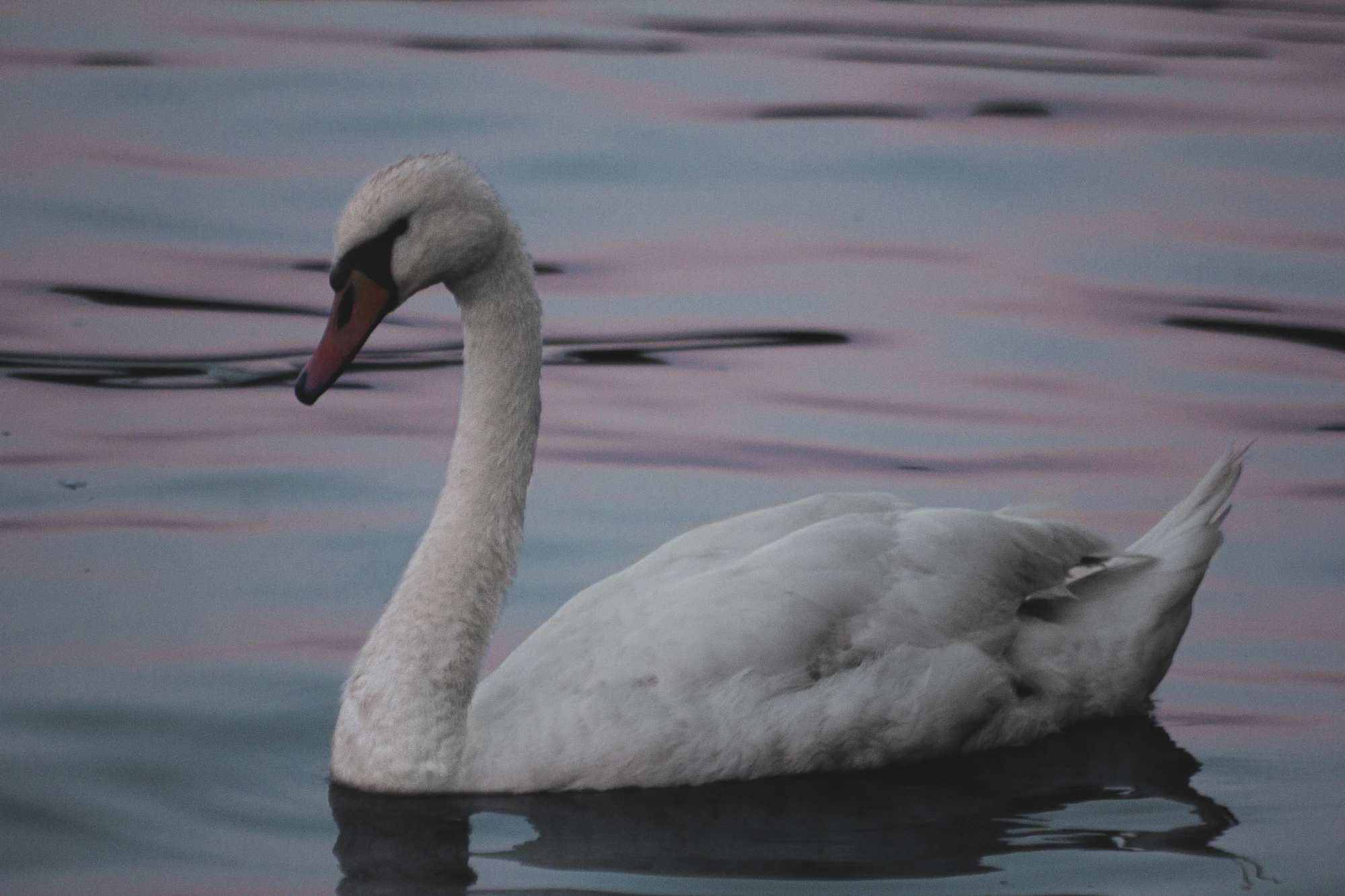 A side-view of a white swan