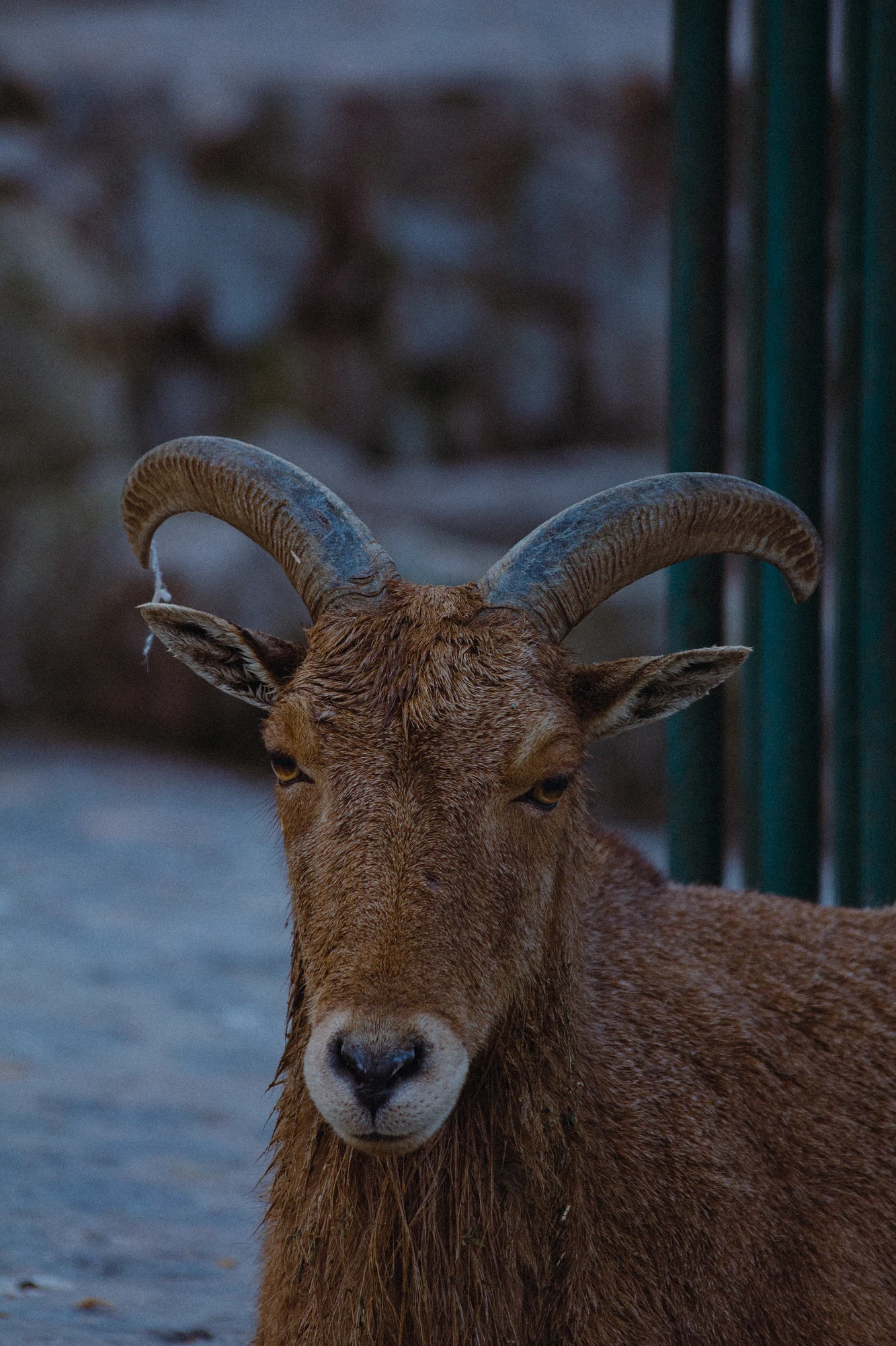A sheep looking at the camera