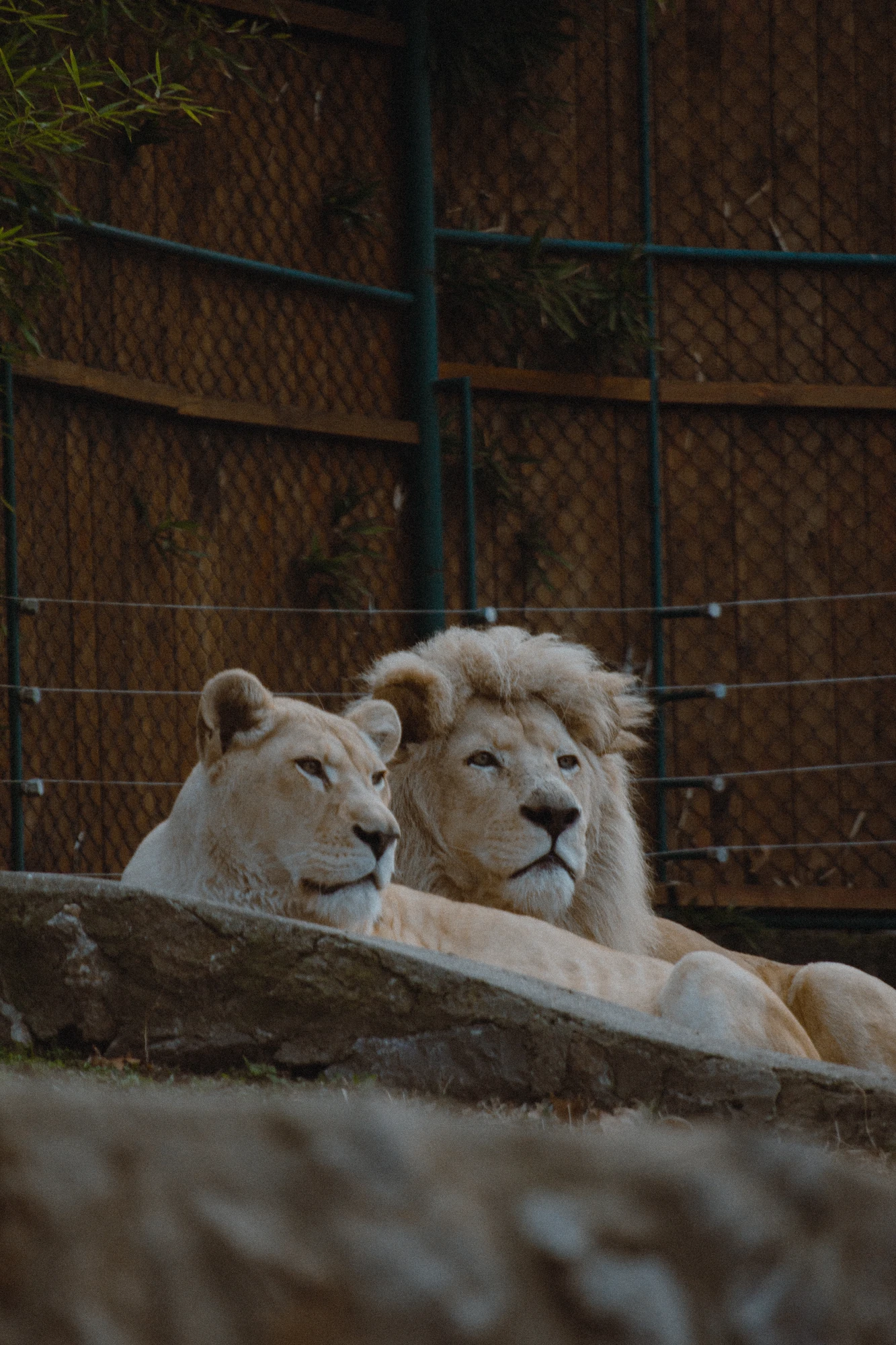 Two lions laying down together in the zoo