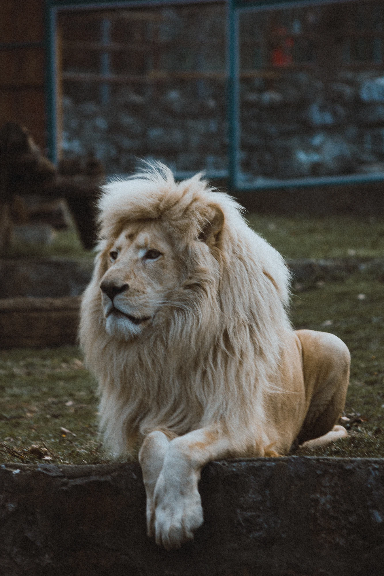 A portrait of a lion
