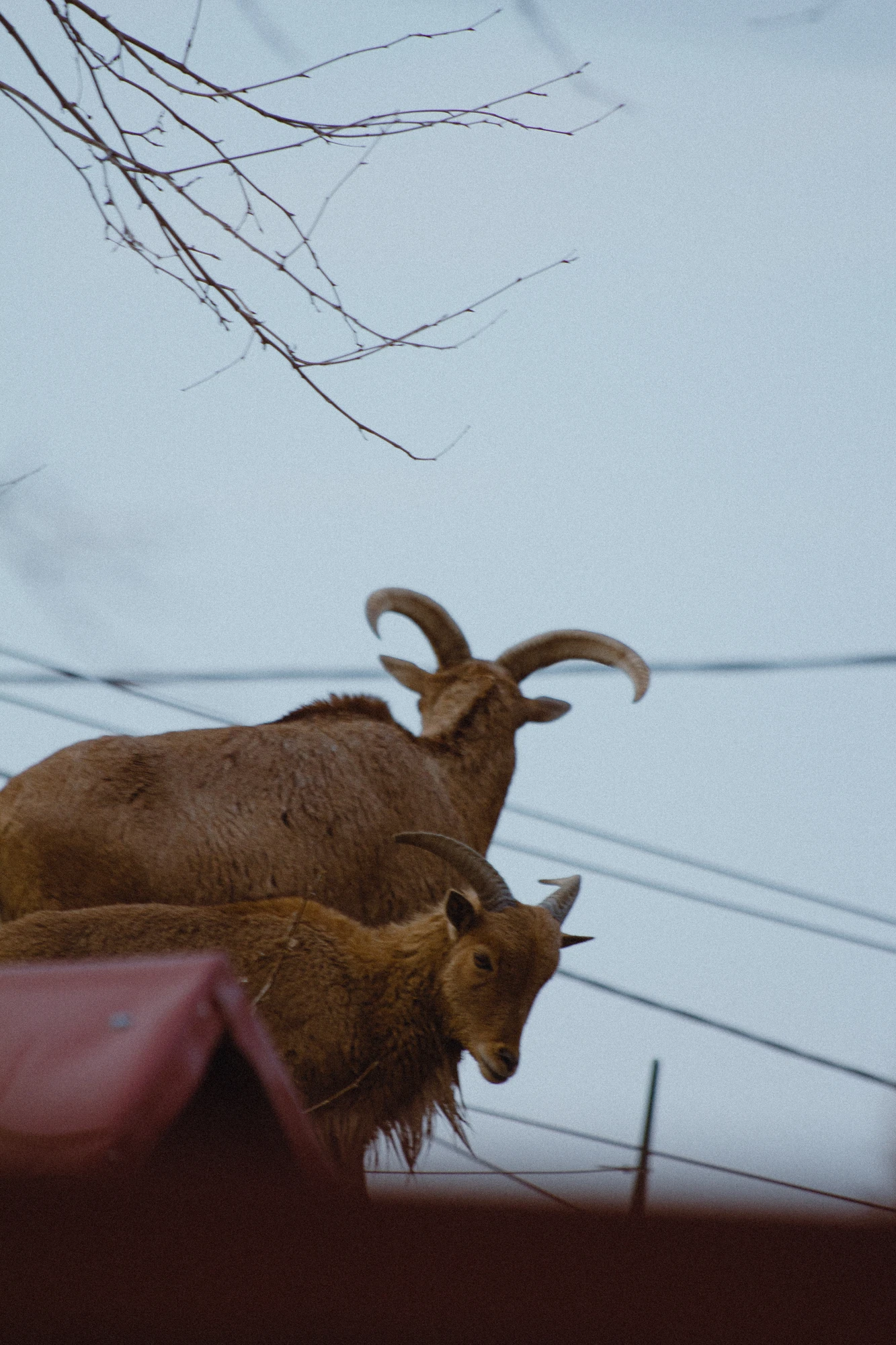 Two sheep with horns standing on top of a roof