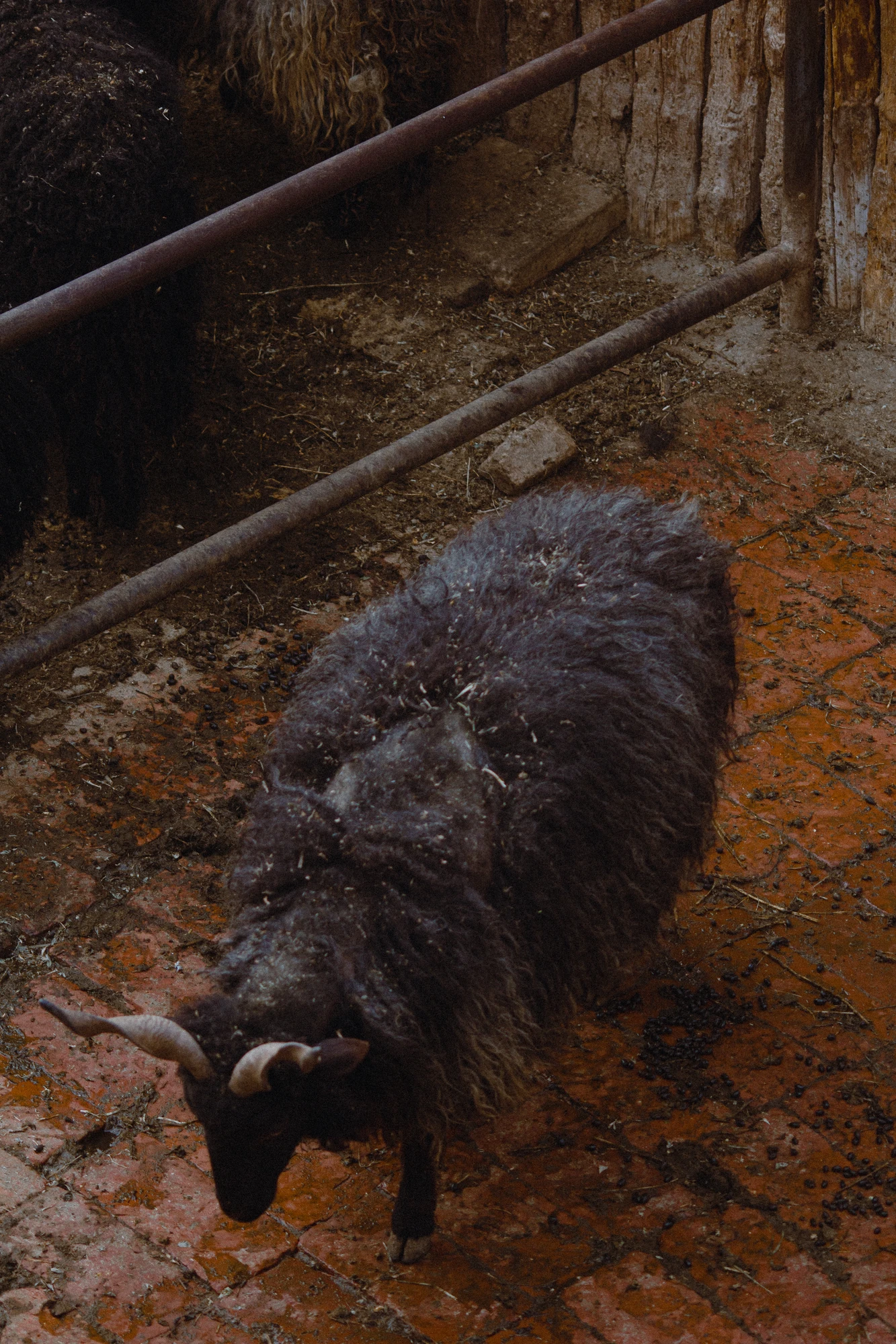 A black sheep standing on a brick floor