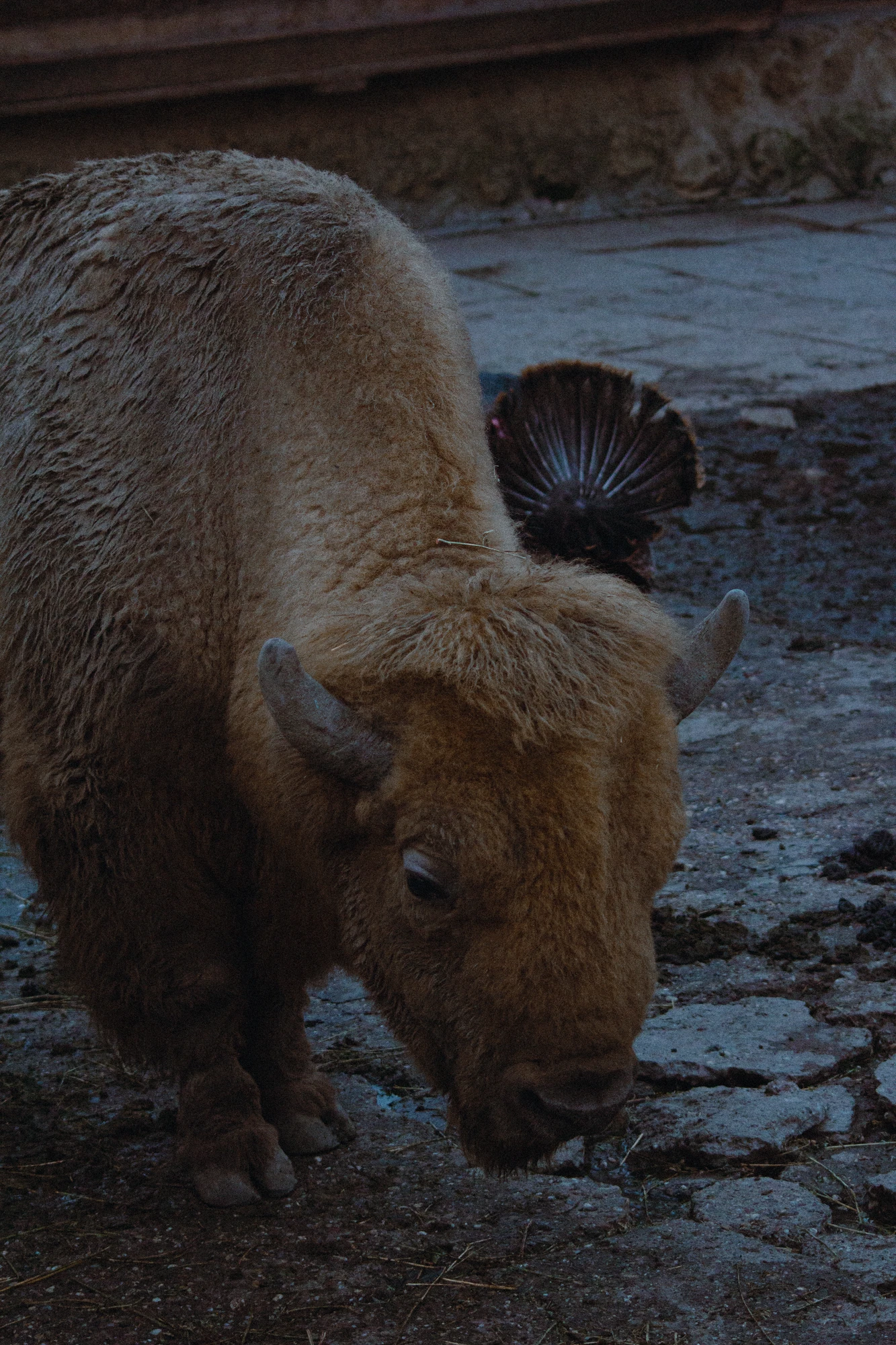 A bison standing on the ground
