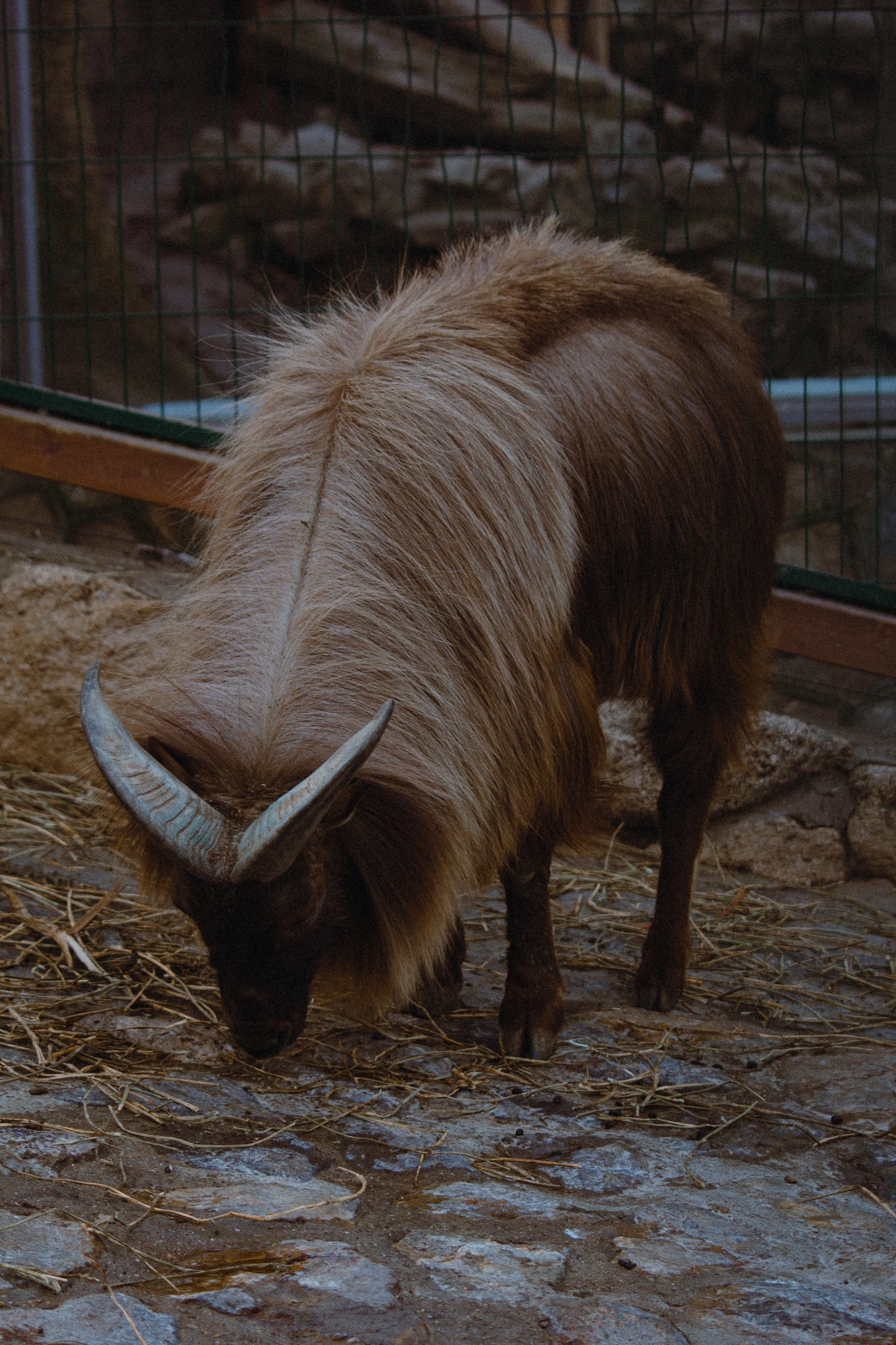 Himalayan tahr eating hay in a pen