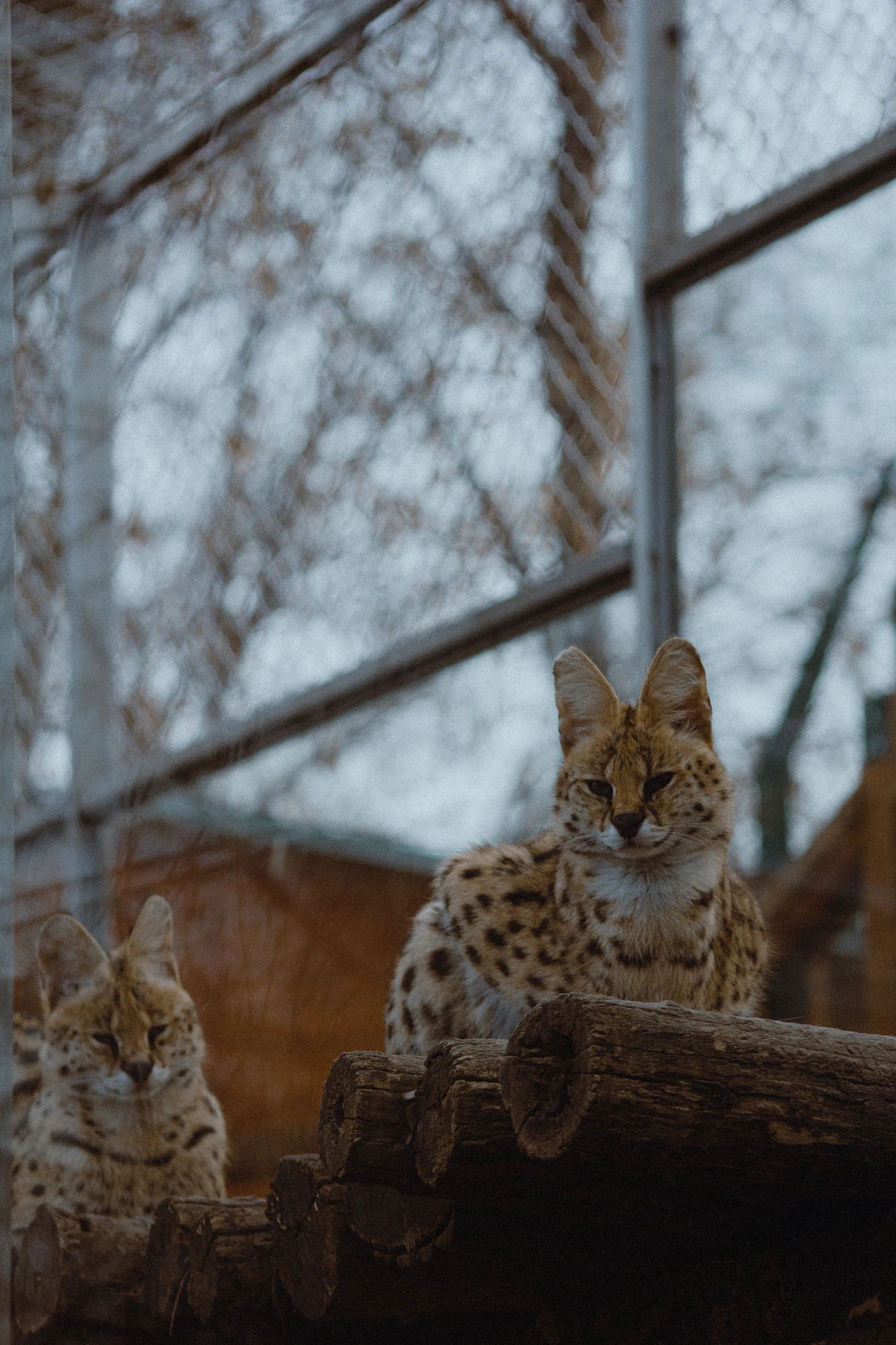 Two servals sitting on a log in a zoo