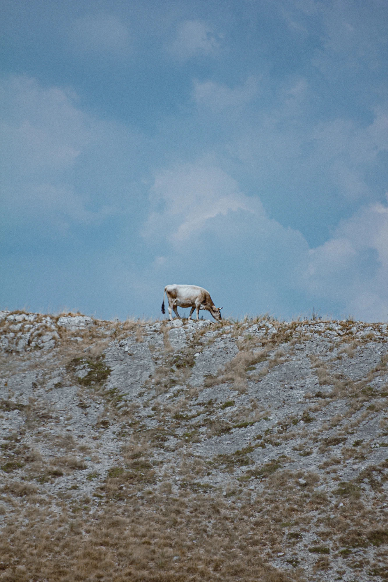 Cow eating grass on a hill with a sky in the background