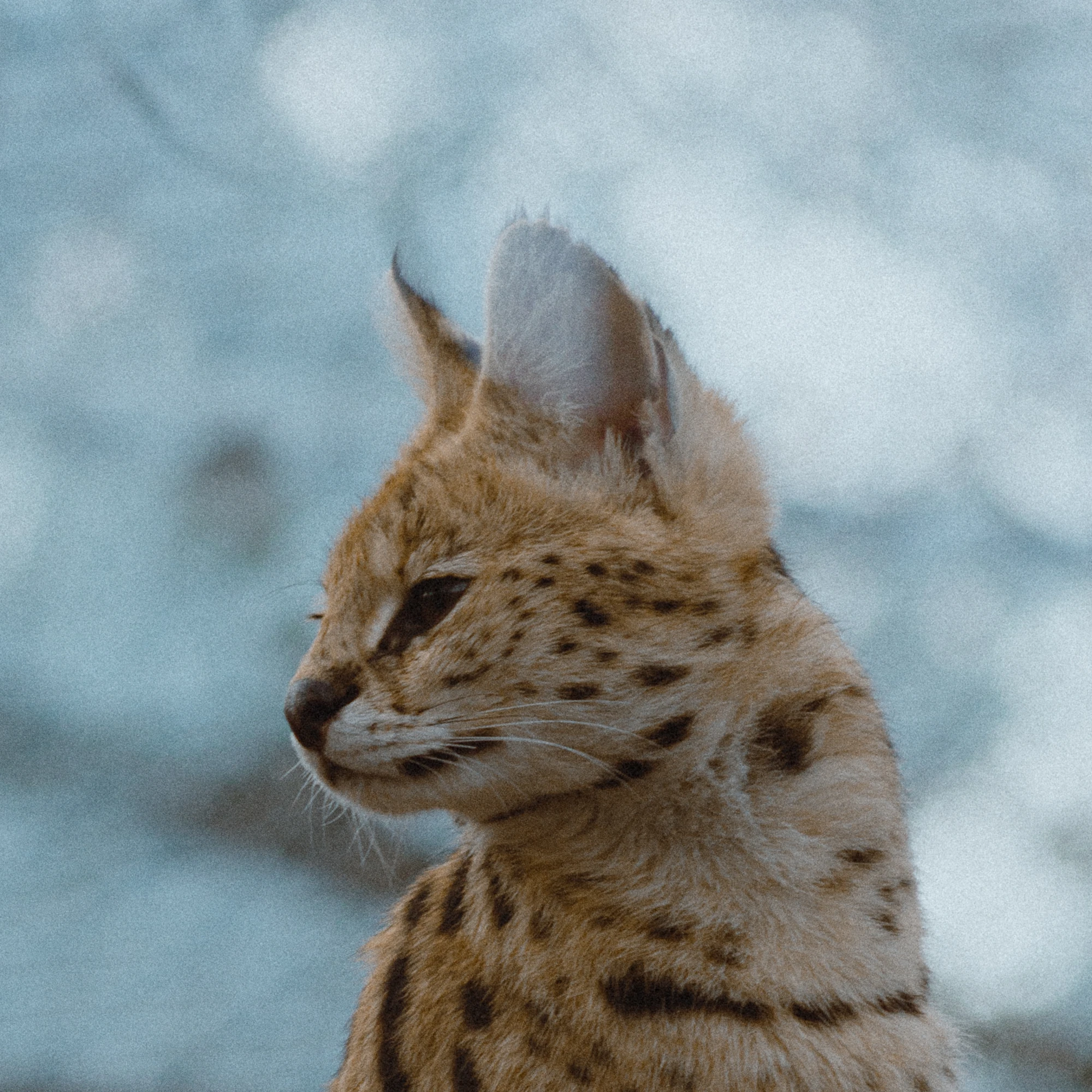 A close-up of a serval