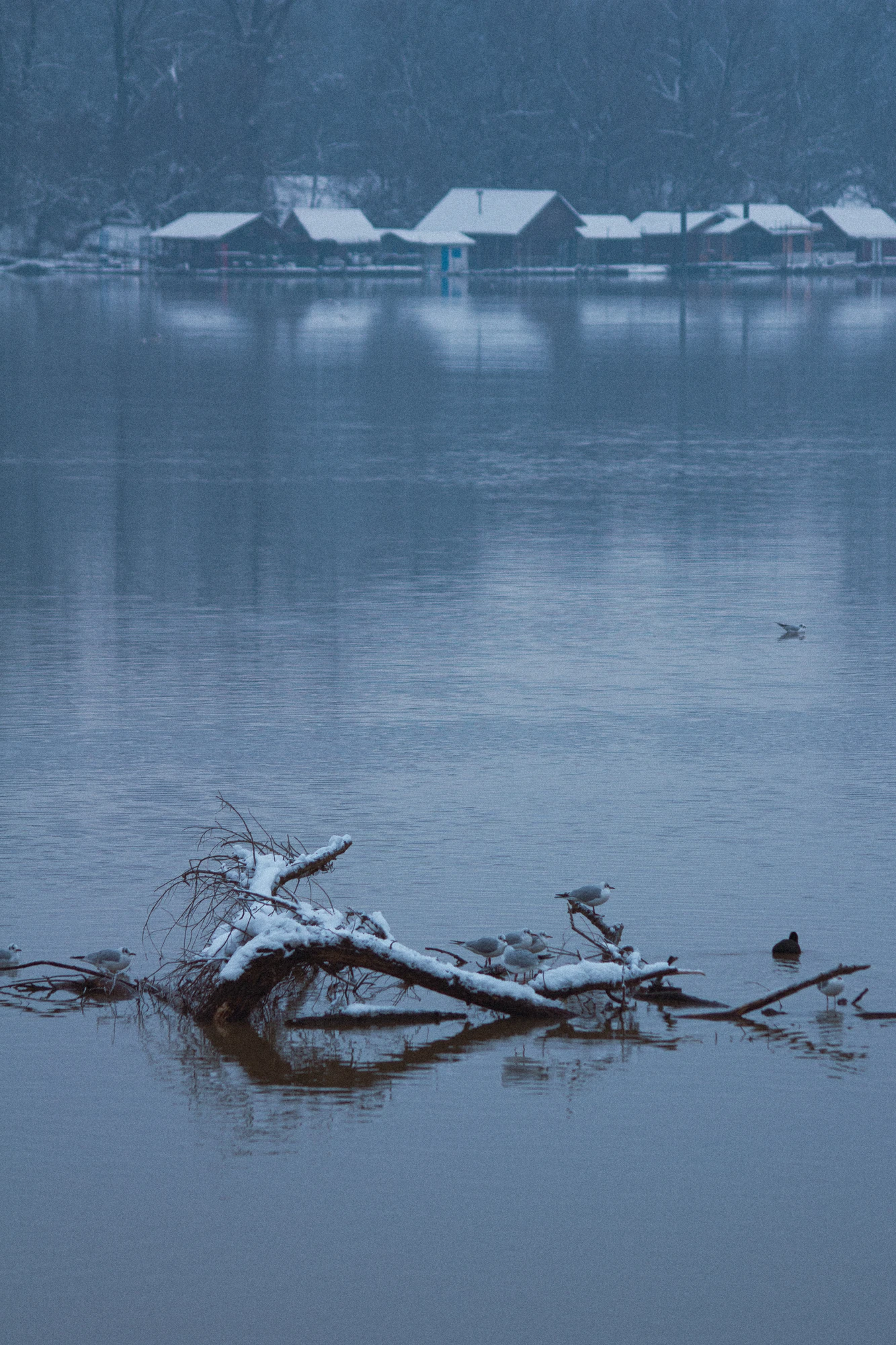 Snow-covered fallen tree branch in calm river with ducks and raft-houses in background