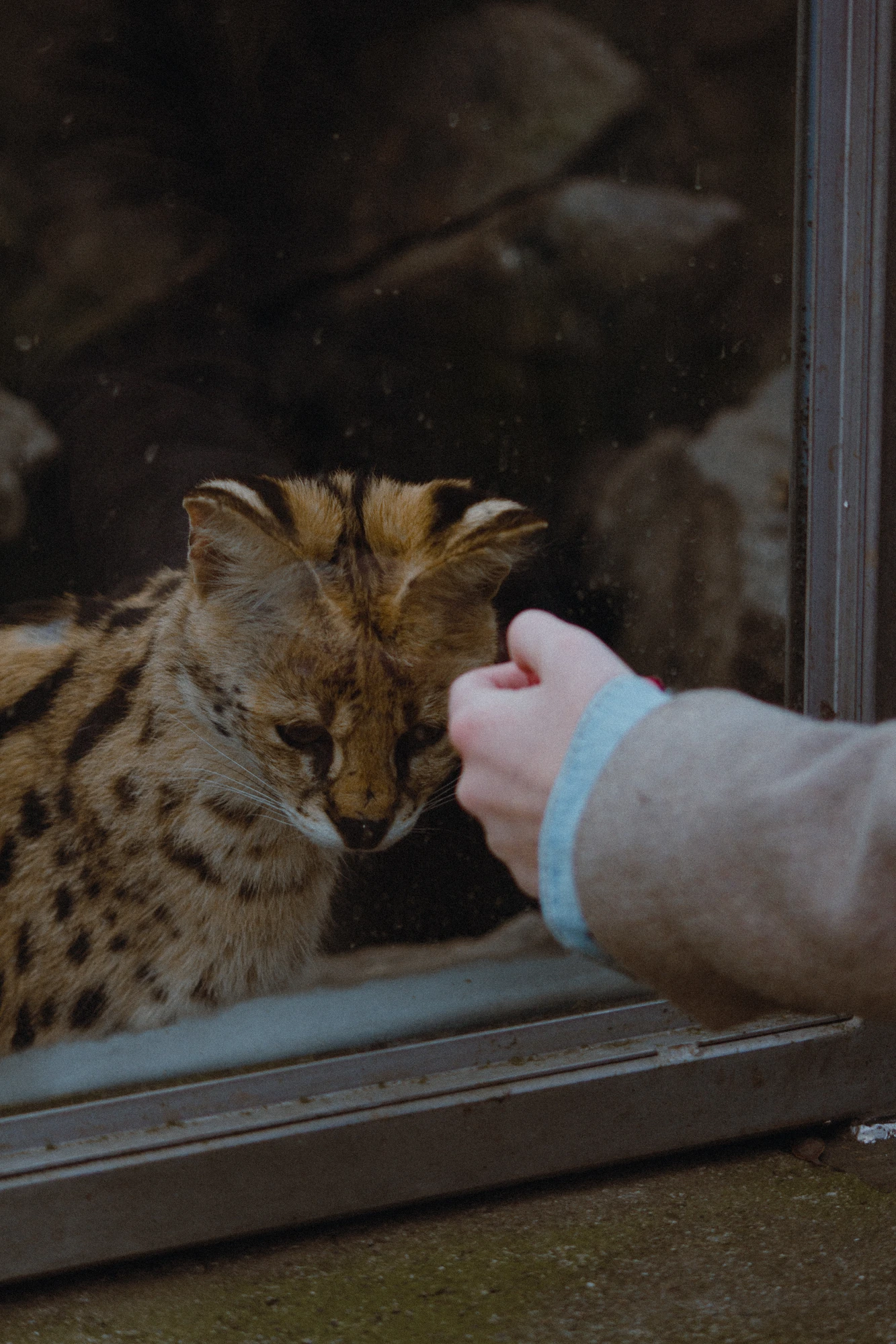 A little serval behind a glass